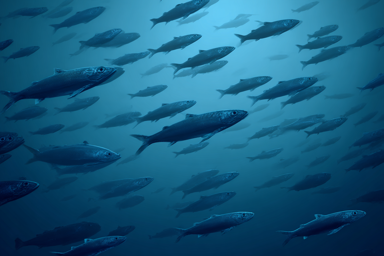 Meeres Schwarm Fische Unterwasser Blaü Tiefe | Meerestiere | Tiere