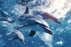 Meeres Spielende Delfine Im Ozean | Meerestiere | Tiere