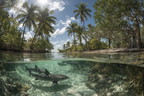 Meeres Tropische Szene Wasser Mit Haien Und Palmen | Meerestiere | Tiere