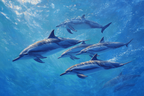 Meeres Delfine Schwimmen Im Blaün Ozean | Meerestiere | Tiere