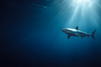 Meeres Hai Im Tiefen Blaün Wasser Beleuchtet Durch Lichtstrahlen | Meerestiere | Tiere