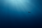 Meeres Unterwasser Szene Haifisch Tiefblaü Ozean | Meerestiere | Tiere