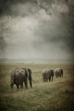 Elefanten Durch Grüne Landschaft Unter Bewolktem Himmel | Safari und Wildtiere | Tiere