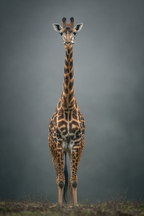 Giraffe Im Stand Mit Langem Hals Und Fleckigem Muster | Safari und Wildtiere | Tiere