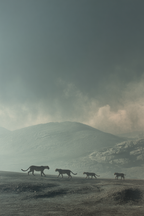 Leoparden In Mistigem Gebirge Walken Durch Baren Landscape | Safari und Wildtiere | Tiere