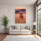Lion Im Hohen Gras Bei Sonnenuntergang