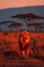 Lion In Vivid Landscape Bei Sonnenuntergang | Safari und Wildtiere | Tiere