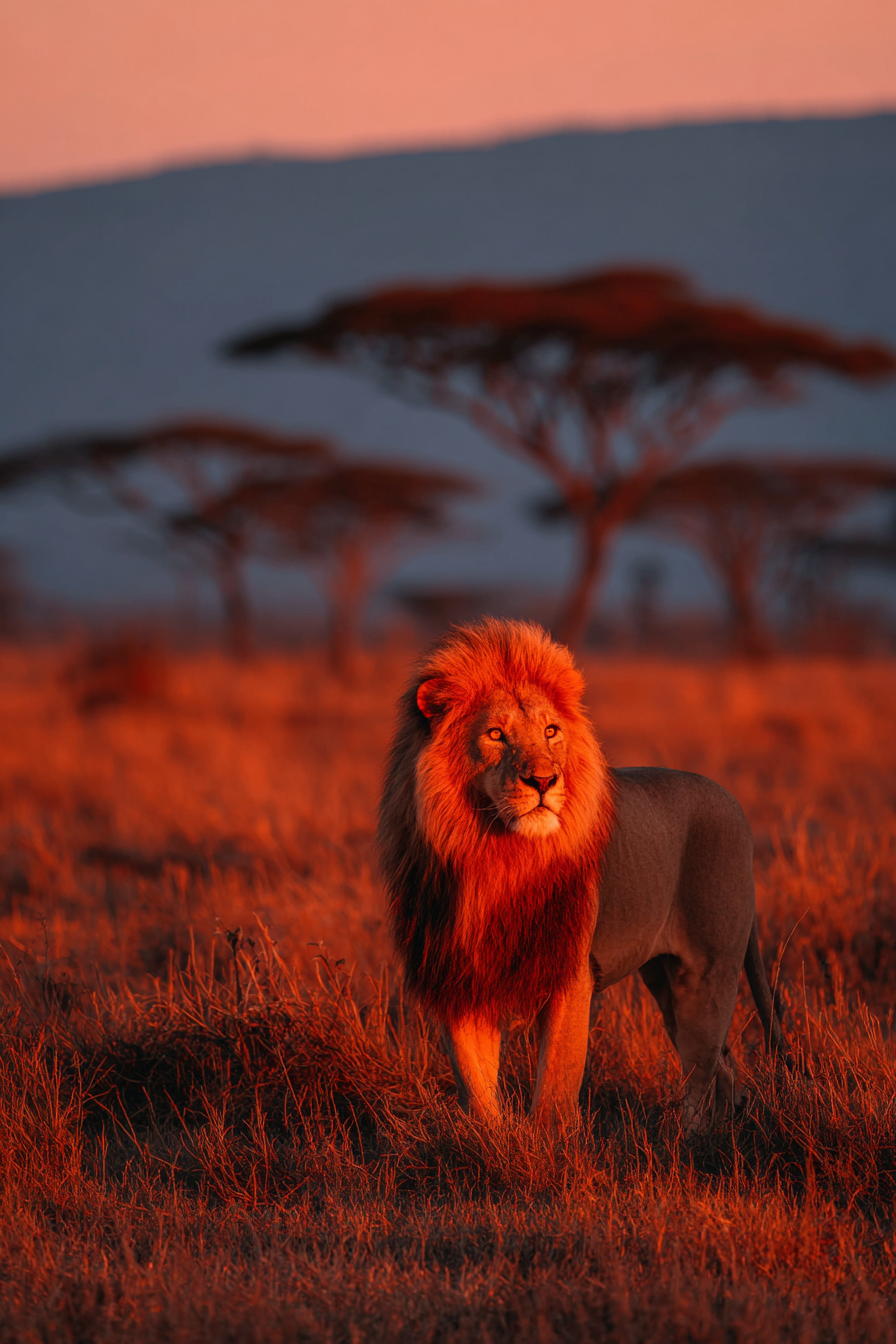 Lion In Vivid Landscape Bei Sonnenuntergang | Safari und Wildtiere | Tiere