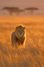 Löwe Durch Hochgras Im Sonnenuntergang Savanne Szenenruhe Wildlife | Safari und Wildtiere | Tiere