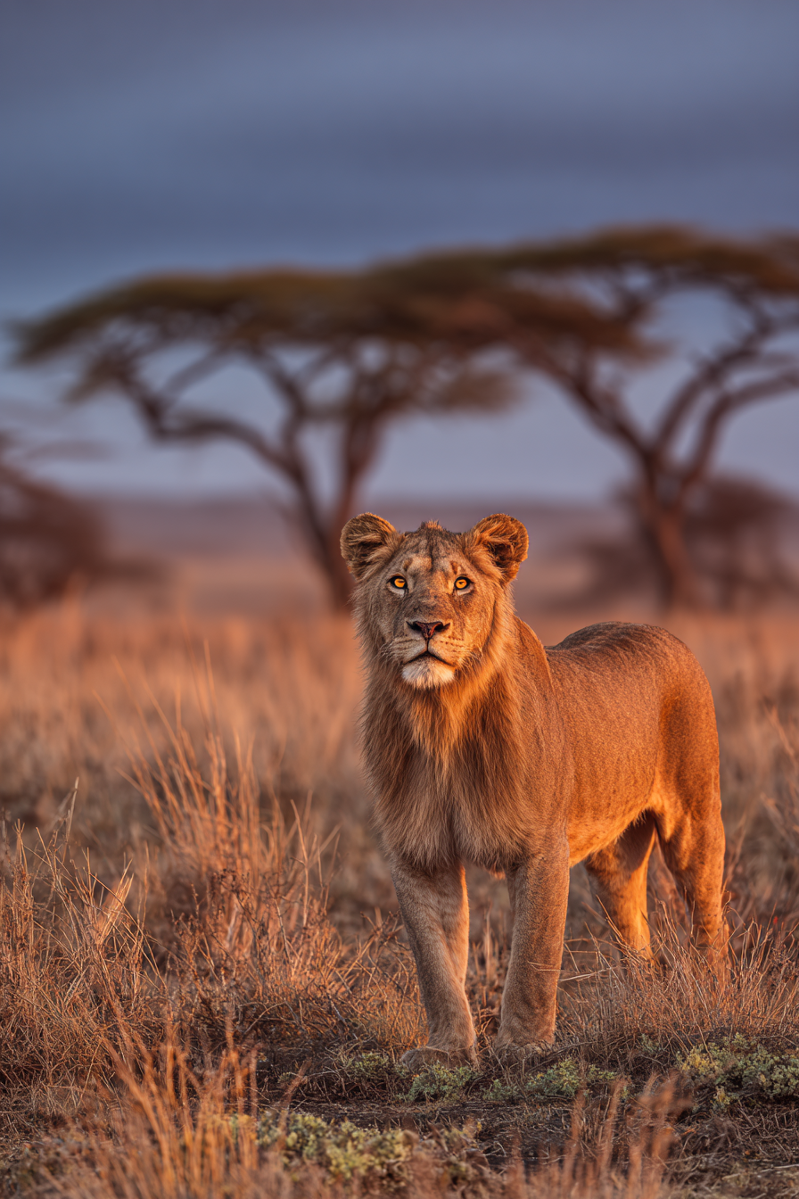 Löwe In Der Savanne Mit Dramatischem Himmel Im Dämmerlicht | Safari und Wildtiere | Tiere