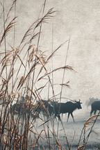 Nebeliger Landwirtschaft Mit Gras Und N | Safari und Wildtiere | Tiere