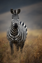 Zebra Im Natürlichem Lebensraum Savanne | Safari und Wildtiere | Tiere