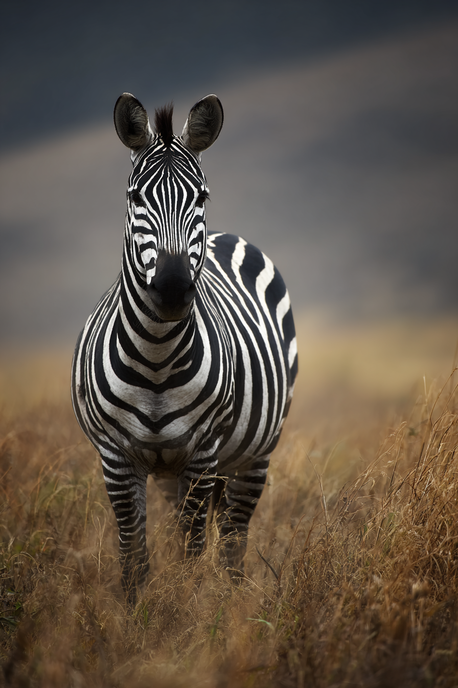 Zebra Im Natürlichem Lebensraum Savanne | Safari und Wildtiere | Tiere