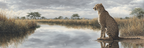 Cheetah Am Wasser Mit Reflektion Und Savanne Himmel | Safari und Wildtiere | Tiere