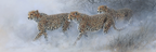 Cheetahs Im Wolkigen Landscape | Safari und Wildtiere | Tiere