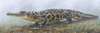 Crocodile Realistische Illustration Mistige Umgebung | Safari und Wildtiere | Tiere