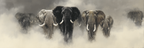 Elefanten Im Nebel Kunstvolle Darstellung Mit Atmosphäre | Safari und Wildtiere | Tiere