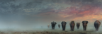 Elefanten Im Nebligen Landschaft Horizont Im Dawn Oderdusk | Safari und Wildtiere | Tiere
