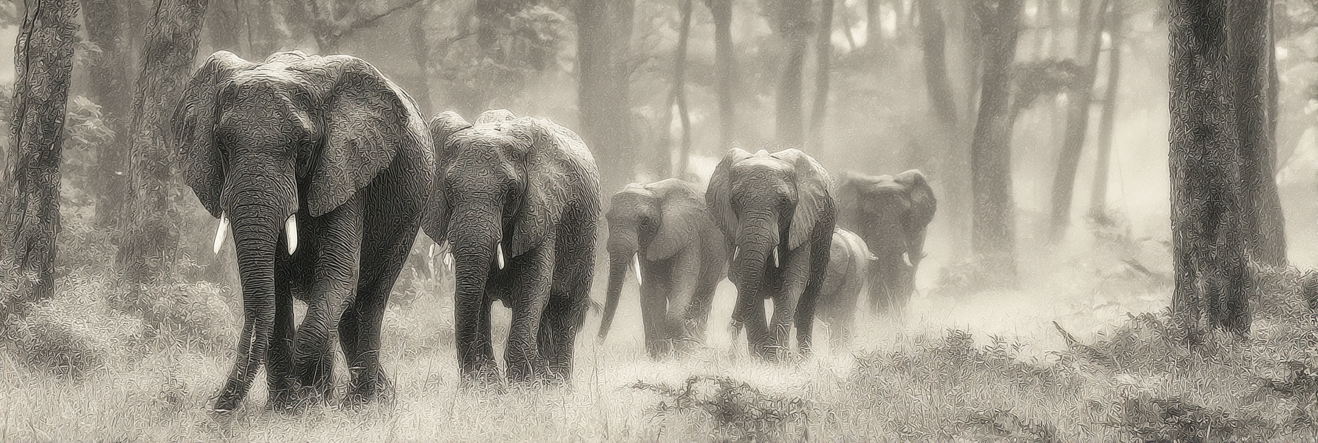 Elefanten Im Nebligen Wald Monochromatisch | Safari und Wildtiere | Tiere