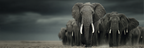 Elefanten In Der Natur Dramatische Stimmung Mit Dunklen Wolken | Safari und Wildtiere | Tiere