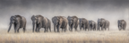 Elefanten In Der Natur Im Misty Landscape | Safari und Wildtiere | Tiere