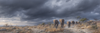 Elefanten In Der Savanne Unter Dunklen Wolken | Safari und Wildtiere | Tiere