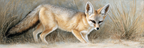Elegante Fuchs Im Naturhintergrund Mit Detailierter Fell Textur | Safari und Wildtiere | Tiere