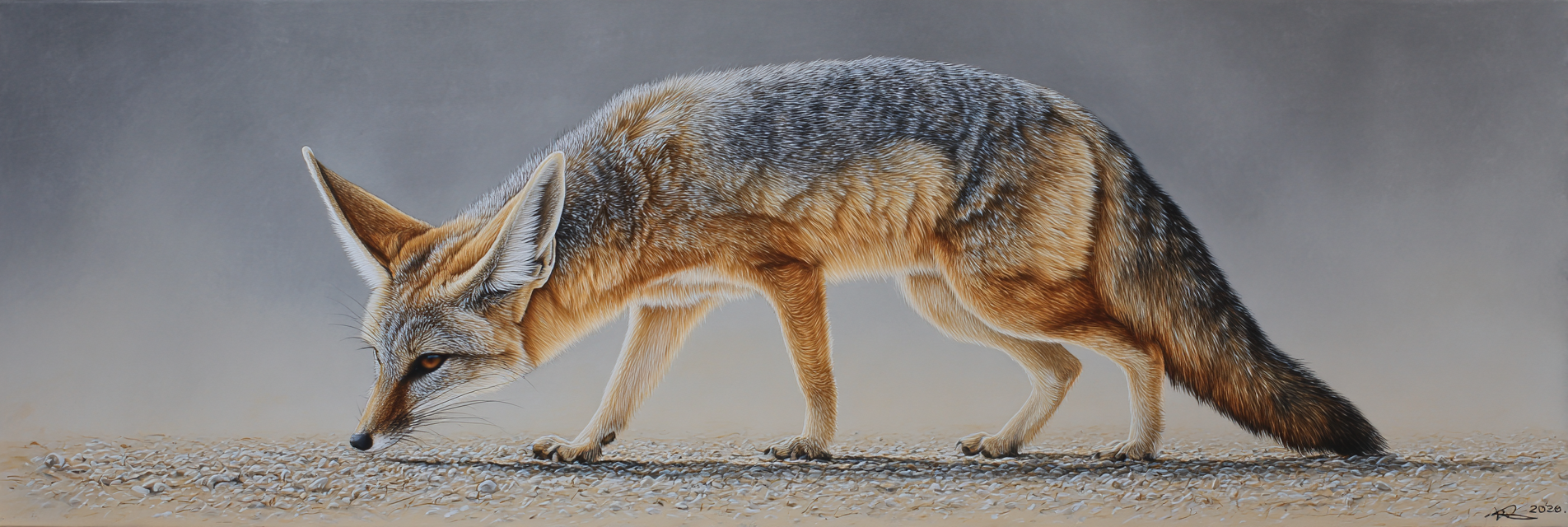 Fennektock Sandyfarbig Grosseohren Realistisches Bild | Safari und Wildtiere | Tiere