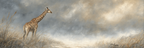 Giraffe In Der Natur Mit Hohem Gras Unter Einem Wolkigen Himmel | Safari und Wildtiere | Tiere
