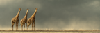 Giraffen Vor Wolkigem Himmel Auf Grüner Weise | Safari und Wildtiere | Tiere