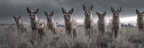 Gruppe Von Fuchsartigen N Im Gras Himmel Moody | Safari und Wildtiere | Tiere