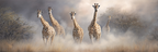 Gruppe Von Giraffen In Nebliger Umgebung Graziöser Moment | Safari und Wildtiere | Tiere