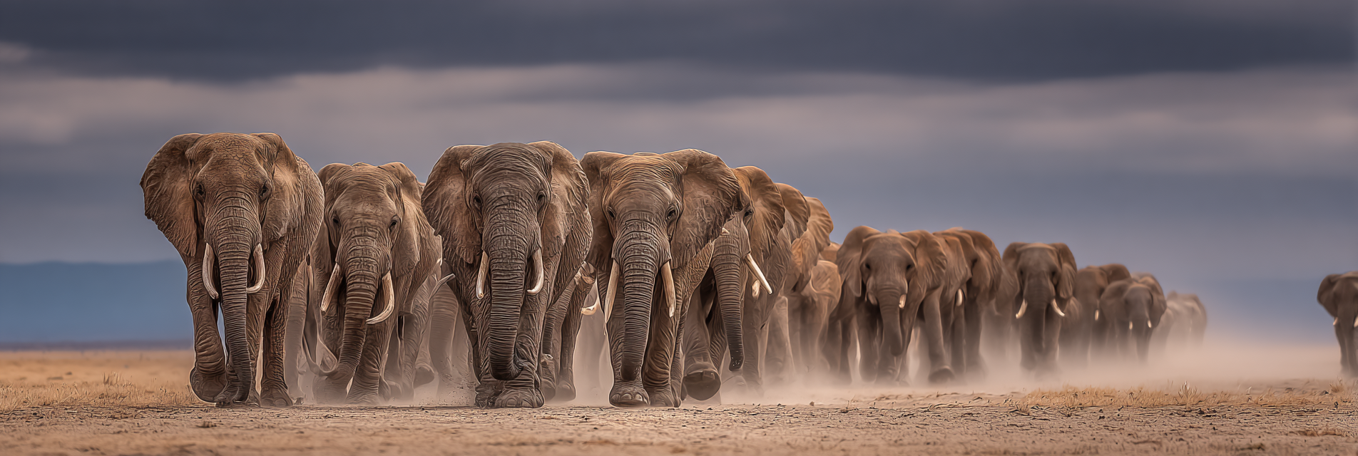 Herde Von Elefanten Marschiert Durch Eine Staubbedeckte Landschaft | Safari und Wildtiere | Tiere