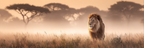 Lion Im Nebligen Grassland Mit Sonnenuntergang Hintergrund | Safari und Wildtiere | Tiere