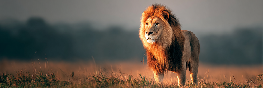 Lion In Grassy Field Natural Habitat Warm Lighting | Safari und Wildtiere | Tiere