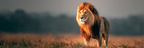 Lion In Grassy Field Natural Habitat Warm Lighting | Safari und Wildtiere | Tiere