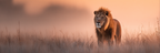 Lion In Nebligem Landscape Während Sonnenaufgang Oder Sonnenuntergang | Safari und Wildtiere | Tiere