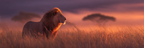 Löwe In Langem Gras Bei Sonnenuntergang Oder Sonnenaufgang | Safari und Wildtiere | Tiere