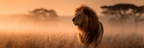 Löwen Im Sonnenaufgang Oder Sonnenuntergang Im Naturraum | Safari und Wildtiere | Tiere