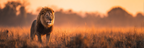 Majestätischer Löwe In Grasiger Landschaft Bei Sonnenaufgang Oder Sonnenuntergang | Safari und Wildtiere | Tiere