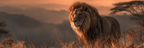 Majestat Lion In Natural Landscape Bei Sonnenaufgang Oder Sonnenuntergang | Safari und Wildtiere | Tiere