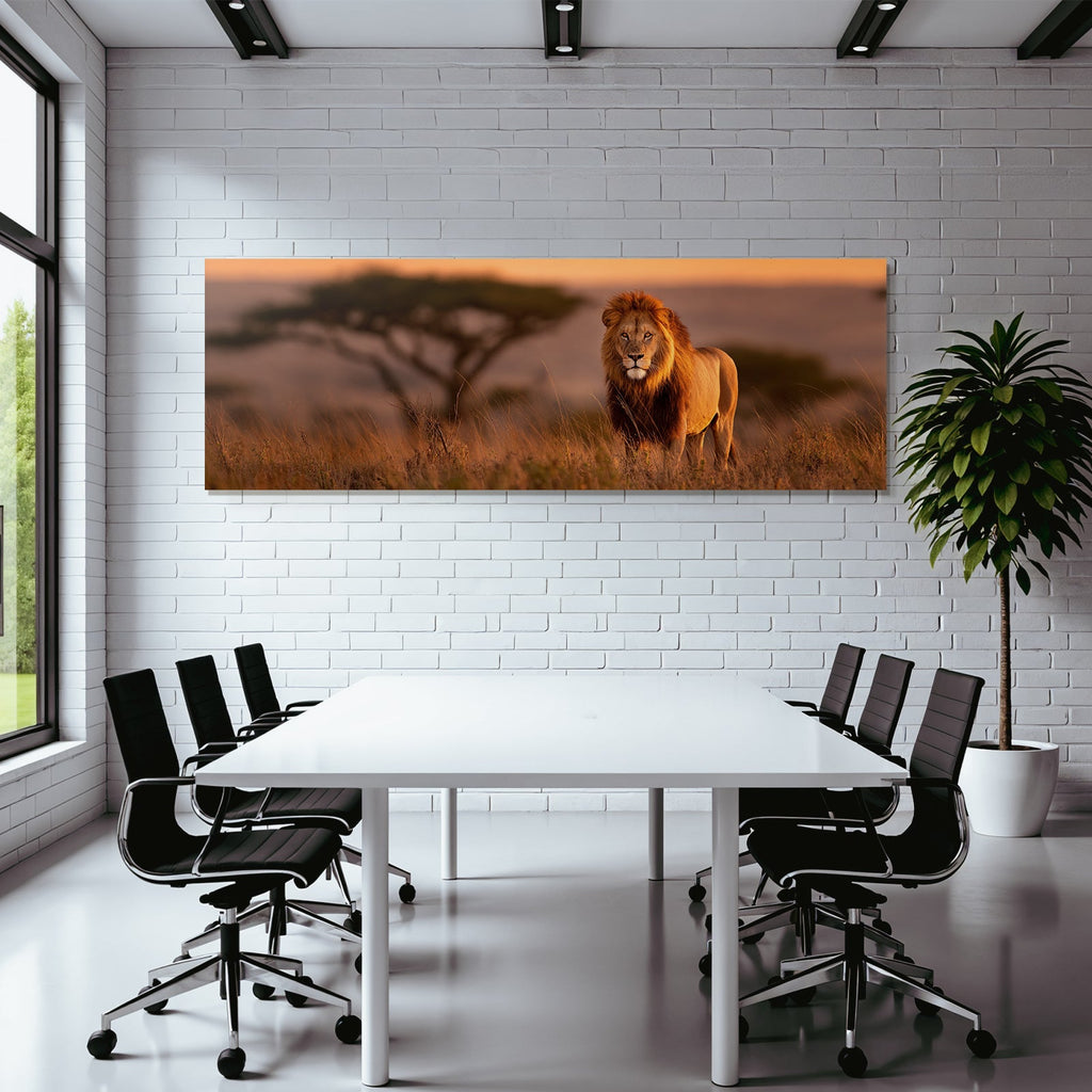 Majestic Löwen Im Grasland Beim Sonnenuntergang
