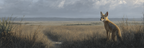 Tall Grasses And A Fox In A Serene Landscape | Safari und Wildtiere | Tiere