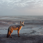 Fuchs In Einer Einsamen Landschaft Unter Einem Wolkigen Himmel | Safari und Wildtiere | Tiere