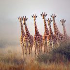 Giraffen Im Natur Mit Hintergrund Ansicht | Safari und Wildtiere | Tiere