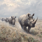 Gruppe Von Rhinoceros Auf Grünsland Mit Wolken Himmel | Safari und Wildtiere | Tiere