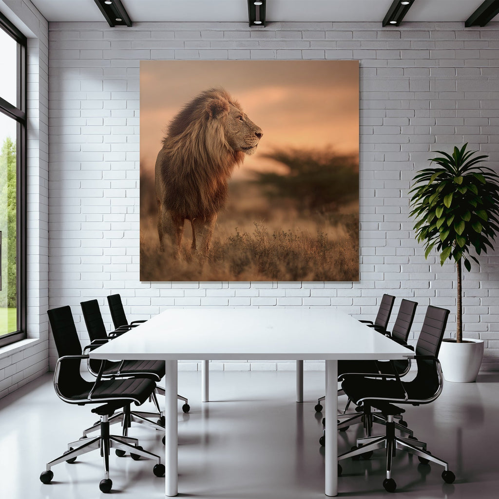 Lion Im Licht Der Sonnenuntergangs