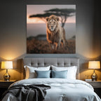 Lion In Grassy Area With Blurred Background Impressionist Sunset