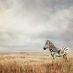 Zebra In Offenem Landschaft Mit Wolkigem Himmel | Safari und Wildtiere | Tiere