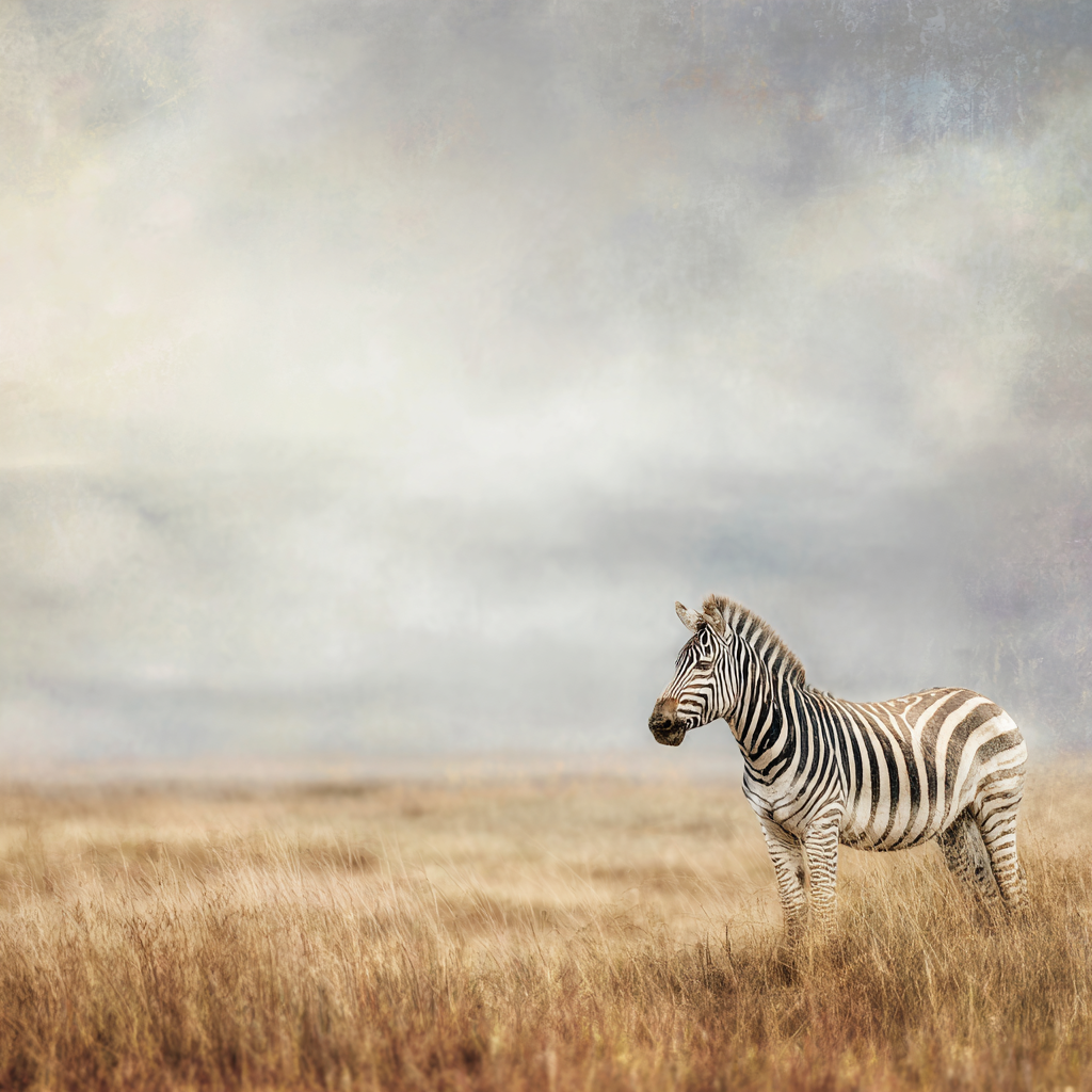 Zebra In Offenem Landschaft Mit Wolkigem Himmel | Safari und Wildtiere | Tiere